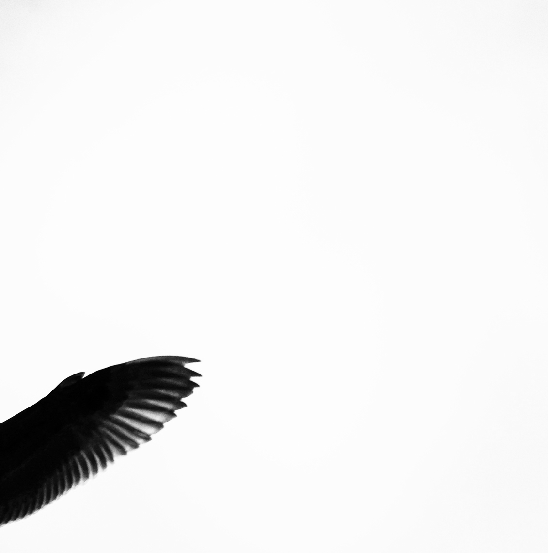 IMG_4744-wing-for-website